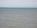 Bird coast