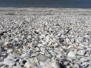 Strand van witte schelpen aan Bird Coast.