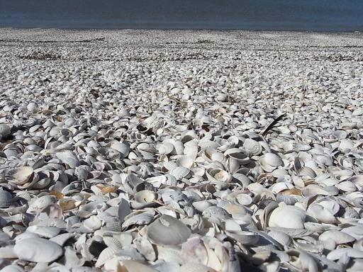 Strand van witte schelpen aan Bird Coast.