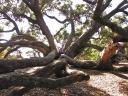 1 Van de vele mooie bomen in Auckland.