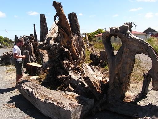 Prehistorische bomen, 45000 jaar oud