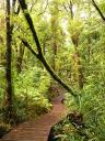 Waipoua forest.