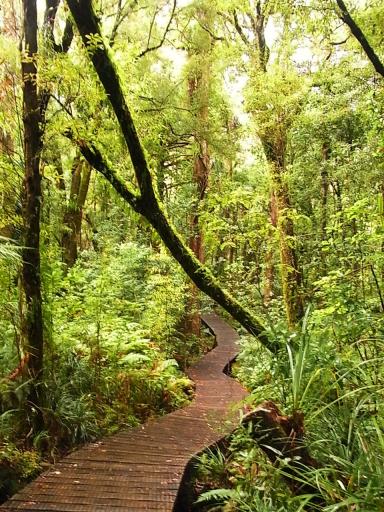 Waipoua forest.