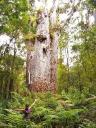 Father of the forest.