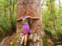 Een kleiner Kauri exemplaar.