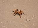 De oranje tarantula-achtige.
