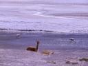 Vicunas en flamingos