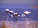 Onze eerste wilde flamingo's.
