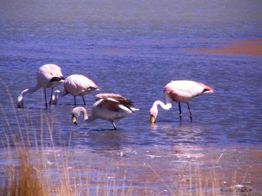 Onze eerste wilde flamingo's.
