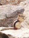 golden mantled ground squirrel
