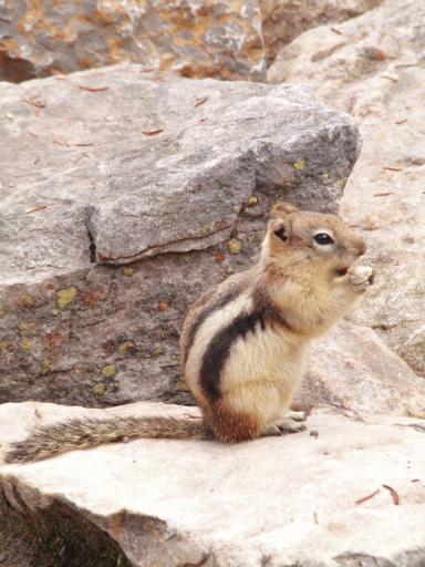 golden mantled ground squirrel