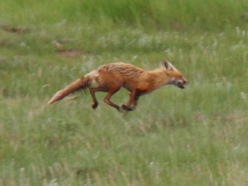 Vos in de prairie.
