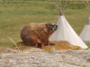 Hoary marmot, Head-Smashed-In Buffalo Jump.