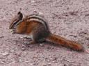 Least chipmunk
