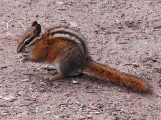 Least chipmunk
