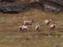 Groothoornschapen, Waterton nat.park