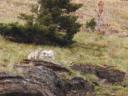 Coyote, Waterton nat. park
