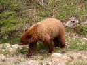 Zwarte beer met kaneel kleur, Waterton nat.park