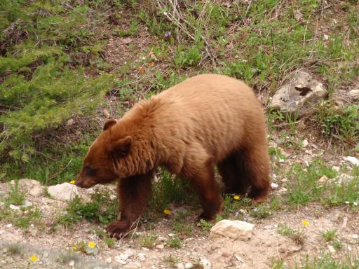 Zwarte beer met kaneel kleur, Waterton nat.park