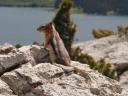 golden mantled ground squirrel, Waterton nat. park