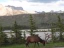 Volgroeid wapitihert met Rocky Mountains