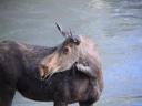 MOOOOOOSSSEEEEE..mooi e