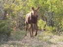 Baby moose (eland)