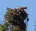 roofvogelnest