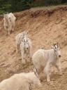 Sneeuwgeiten die eigenlijk gazelles zijn