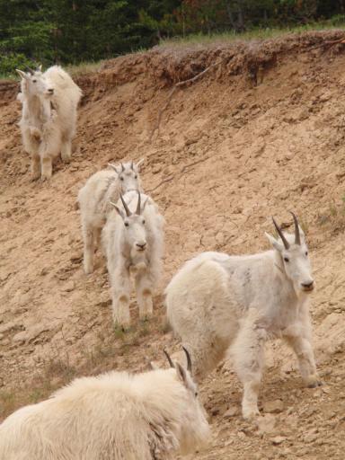 Sneeuwgeiten die eigenlijk gazelles zijn