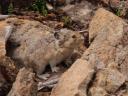 Pika, familie van het konijn