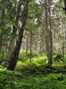 Giant cedars bos