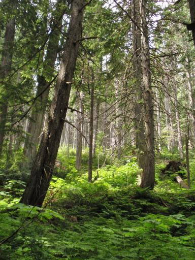 Giant cedars bos