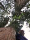 Giant cedars bos