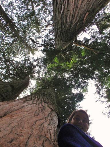 Giant cedars bos