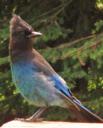 Het prachtige verenbak van de Stellar Jay.