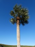 een palmboom
