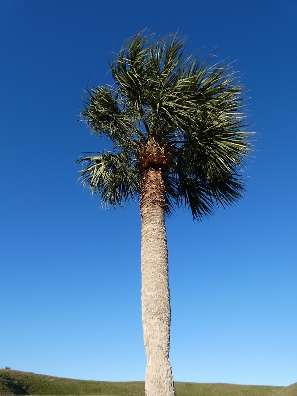 een palmboom