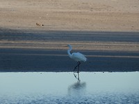 een vogel