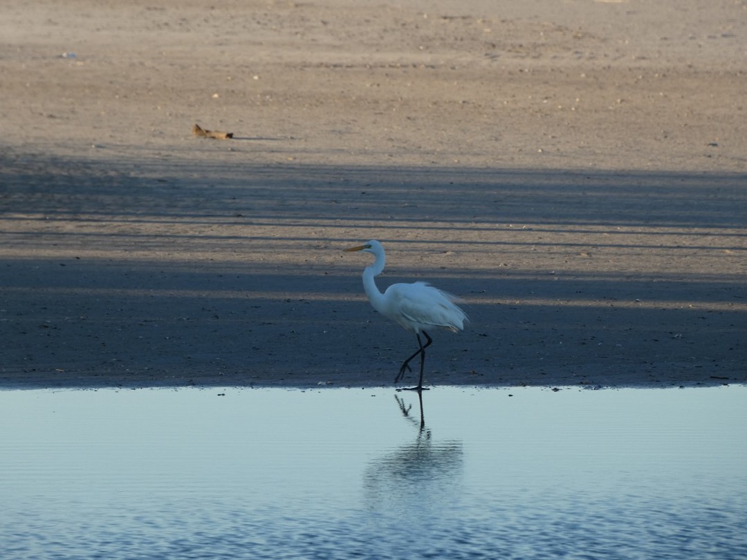 een vogel