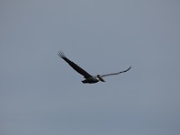 vogel