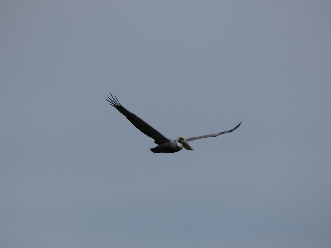vogel