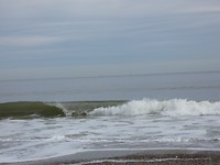 zee