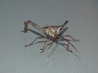 Beest