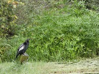 vogel
