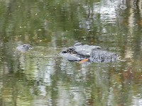 alligator
