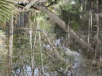 alligators