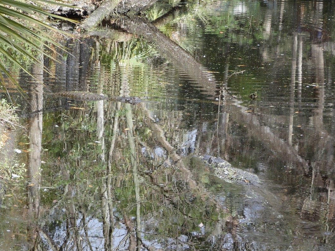 alligators