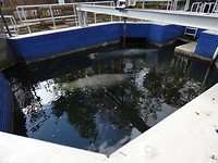 de zeekoeien