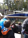 kijken naar de zeekoeien